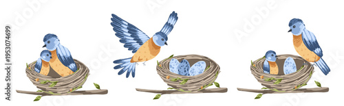 Blue bird nest with eggs and mother on tree. Forest animal house