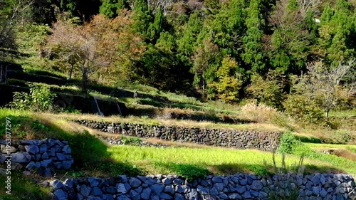 Wallpaper Mural 五箇山合掌造り集落相倉の段々畑の春 Torontodigital.ca