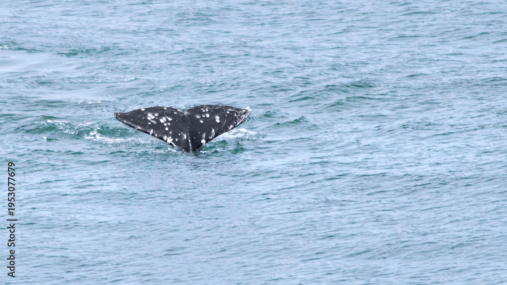 Fototapeta premium Fluke Of A Gray Whale Diving Into The Ocean (Eschrichtius Robustus)