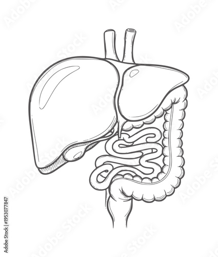 Hand drawn of human liver and digestive system organs anatomy