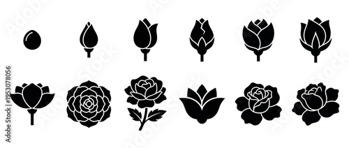 Black silhouette flower growth stage icons showing the botanical development of a rose from a small bud to a fully bloomed flower, presented in a graphic style