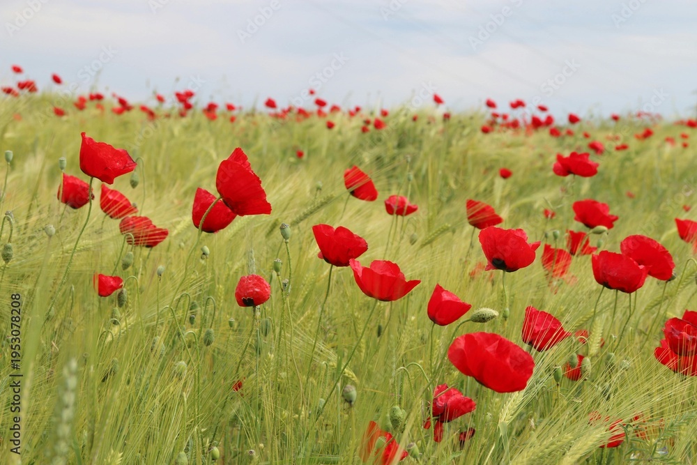 Fototapeta premium poppy field in summer