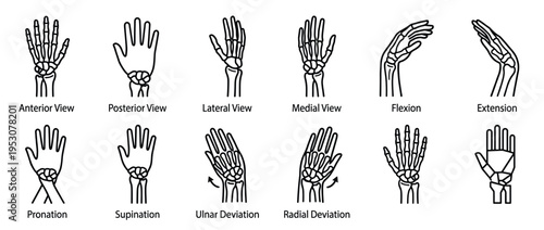 Outline illustrations of human hand anatomy and movements, showcasing different views and wrist joint actions in a clear, educational line art style
