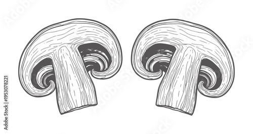 Two cross sections of champignon mushrooms in vintage engraving style food ingredient