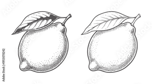 Two hand drawn lemons with leaves white fruit citrus leaf vintage