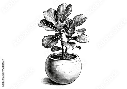 Fiddle leaf fig plant in a round pot, hand-drawn illustration in black and white
