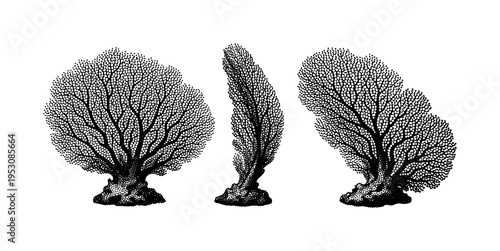 Coral reef fan coral, delicate fan-shaped coral structure with branching lattice shown from front view, side view, and angled perspective with realistic
