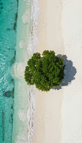 top down view of green tree near beach summer