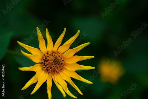 yellow flower on green background