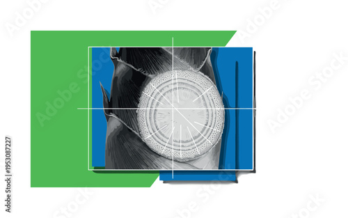 Black and white bamboo shoot cross-section revealing layered texture, concentric rings and thin measurement grid lines overlaying it, vivid green and cobalt