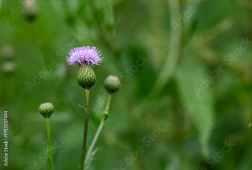 purple thistle flower