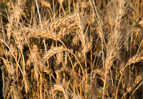 field of wheat