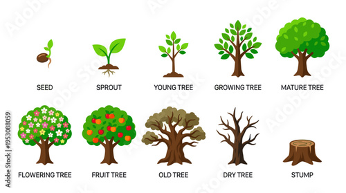 A flat illustration displays the ten stages of a tree's life cycle from seed to stump, with labels for each phase.