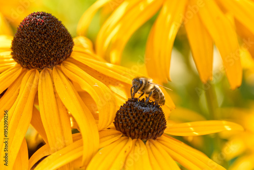 Bee on Black-Eyed Susan. Defocused orange natural background. Honeybee pollinating rudbeckia flower.	