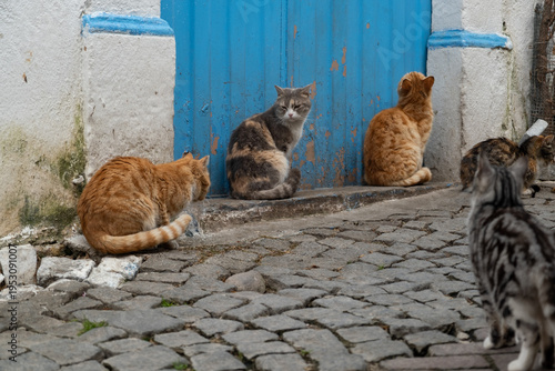Photography Many Street Cats in Front of Blue Door on Cobblestone Street