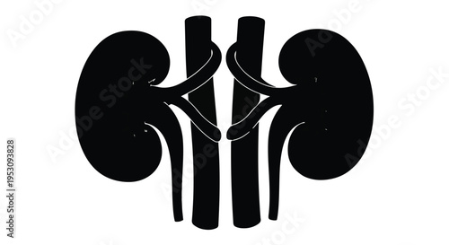 Kidney anatomy illustration, human urinary system, medical diagram of kidneys and ureters, healthcare concept, anatomical structure