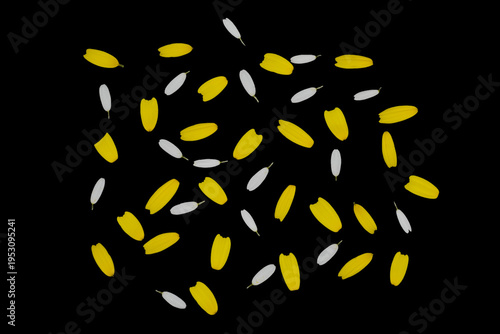 Wallpaper Mural daisy flower white and yellow plucked petals floral background loves me loves me not Torontodigital.ca