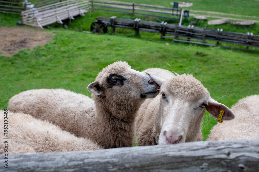 Obraz premium Goats eat hay on a Sunny day behind the fence. Two white house goats with ropes around their necks