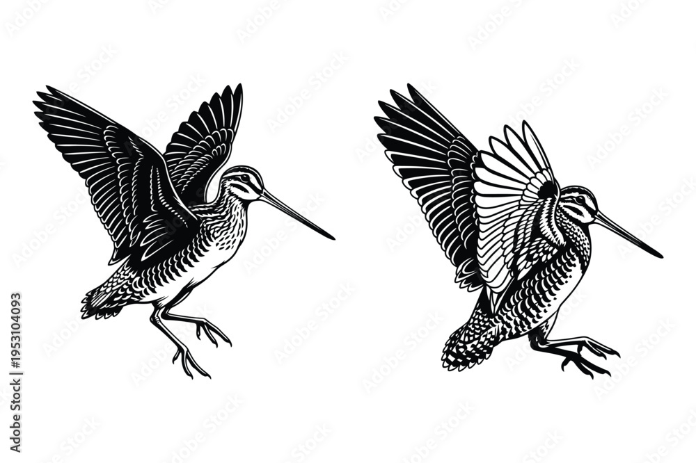 Fototapeta premium Two snipe birds in flight, vintage illustration style