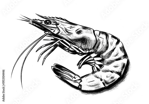 Detailed black and white illustration of a single shrimp with intricate linework and shading