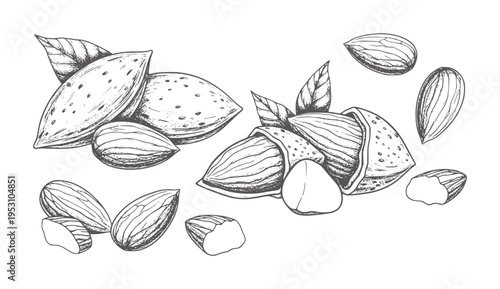 Hand drawn almonds with leaves and shells scattered white nuts food