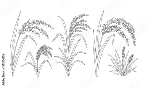 Collection of hand drawn rice stalks with grains and leaves plant agriculture
