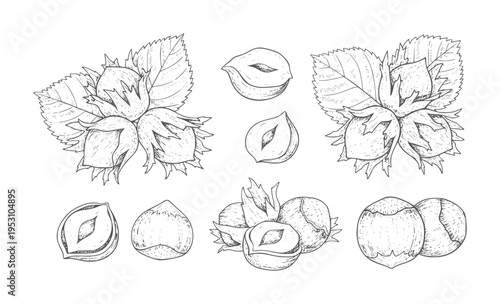 Hand drawn of hazelnuts with leaves and cut halves food ingredient leaf
