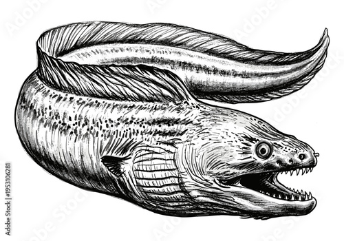 Detailed black and white illustration of a moray eel with its mouth open, showing sharp teeth