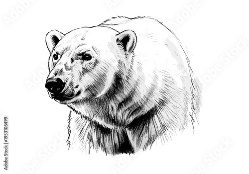Detailed sketch of a polar bear's head and shoulders in black and white