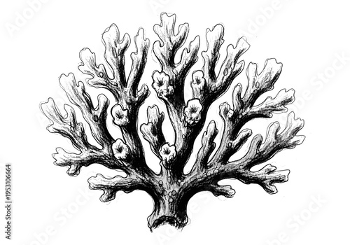 Detailed black and white illustration of a branching lichen on a white background