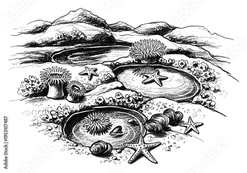 Black and white illustration of a tide pool ecosystem with anemones, starfish, and shells