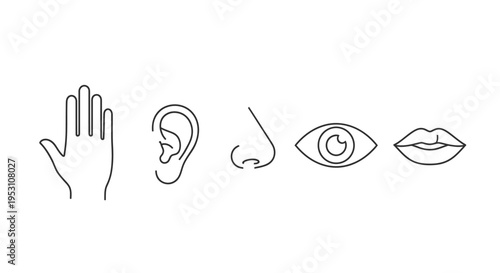 line art icons illustrating the five human senses of touch hearing smell sight and taste for educational medical content
