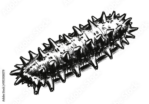Hand-drawn illustration of a spiky sea cucumber on a white background