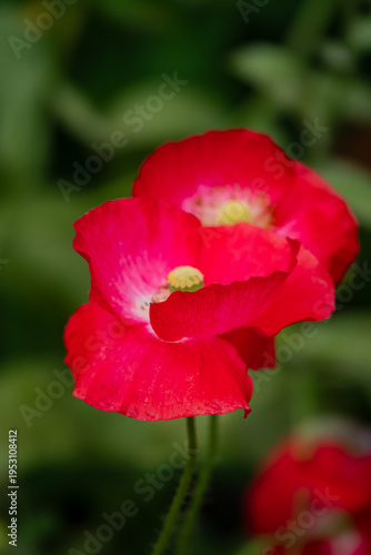 Bright red flowers bloom in a lush garden during a sunny afternoon in spring