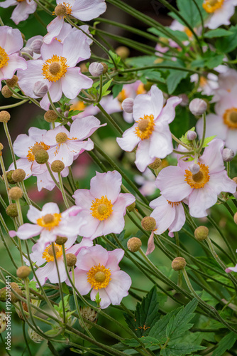 Soft pink flowers bloom vibrantly in a lush garden during the warm afternoon light