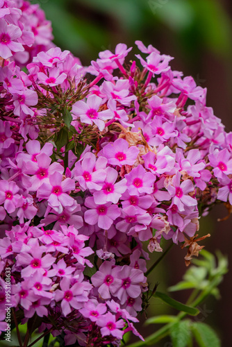 Vibrant clusters of pink flowers bloom in a lush garden during a sunny afternoon