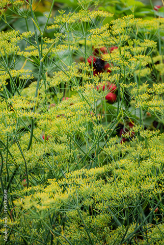 Yellow-green dill plants flourish amidst a lush garden filled with vibrant blooms and rich textures