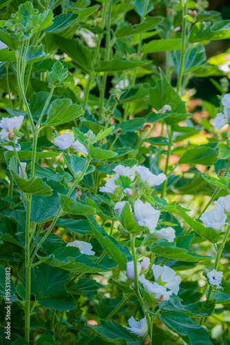 Blooming white flowers amidst lush green foliage in a vibrant garden during springtime