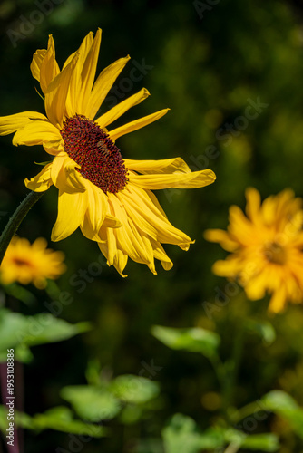 Bright sunflowers bloom under the warm sun, adding color to a lush garden on a sunny day