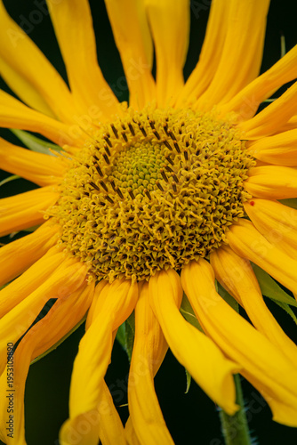 Bright sunflower showcasing vibrant petals and intricate center in full bloom at midday