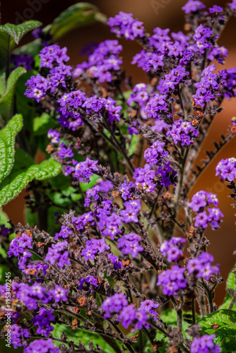 Vibrant clusters of purple blossoms create a vivid tapestry in a sunny garden setting
