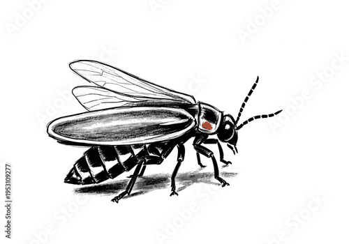 Detailed ink sketch of a firefly with wings and segmented body on a white background