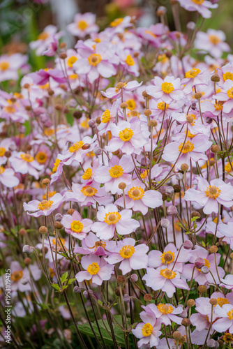 Beautiful flowering plants in a vibrant garden setting during a sunny afternoon