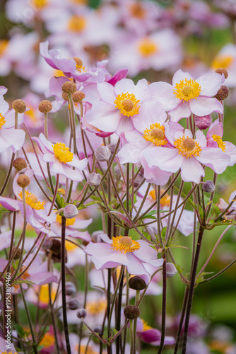 Vibrant blossoms in a serene garden setting, showcasing nature's colorful palette in bloom