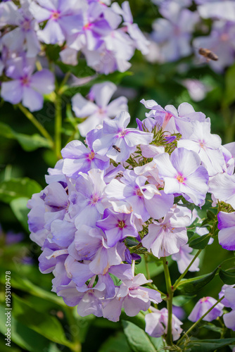 Blooming phlox flowers in a vibrant garden filled with purple petals and lush green leaves on a sunny day