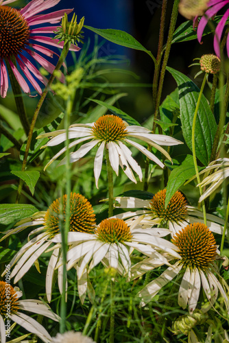 Beautiful coneflowers bloom in a vibrant garden, showcasing nature's artistry under the warm sunlight