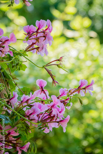 Beautiful pink flowers bloom vibrantly in the warm sunlight of a serene garden