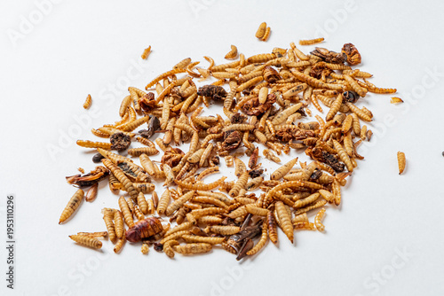 Unique culinary adventure with a variety of edible insects on a white background