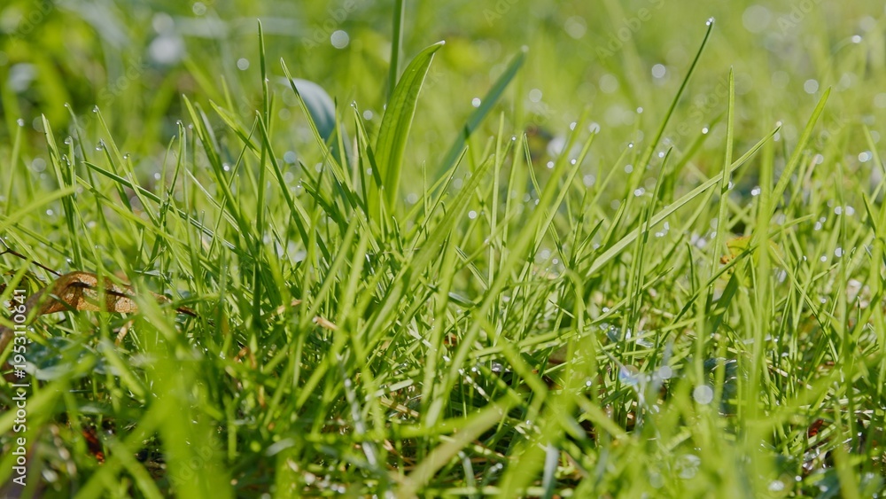 Obraz premium Spring green grass with water drops in the shining sunlight, macro shot