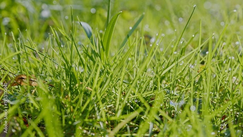 Spring green grass with wat...